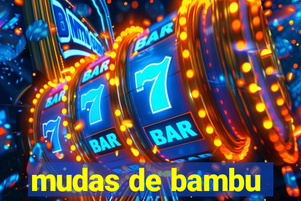 mudas de bambu